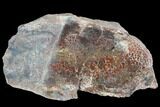 Polished Dinosaur Bone (Gembone) Section - Colorado #96447-2